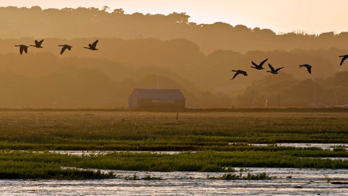Geese fly past as dusk settles at Newtown and the light fades, a hut just visible in the distance